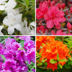 Azalea Dwarf Collection 9cm Potted Plants X 8