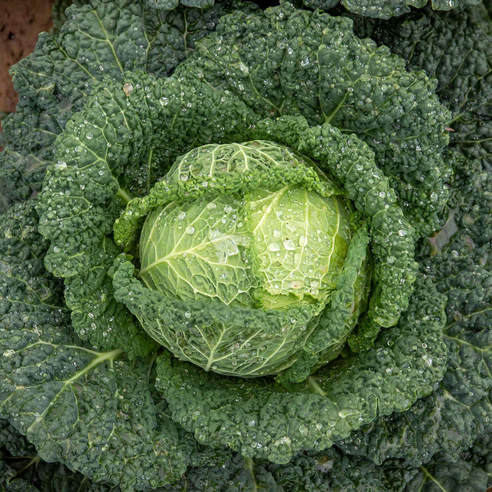 Cabbage Plant 'tundra' - Hardy Winter Variety | 16 x Pro Grower Plugs | Green