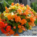 Thompson & Morgan Begonia Apricot Shades Preplanted Hanging Basket