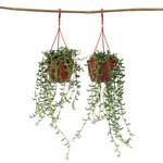 String Of Bananas - 2 Pcs. - Senecio Radicans - Height 10-20cm - ⌀12cm | Set of 2 | Green