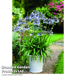 Agapanthus Fireworks 9cm Pot | 1 x 9cm