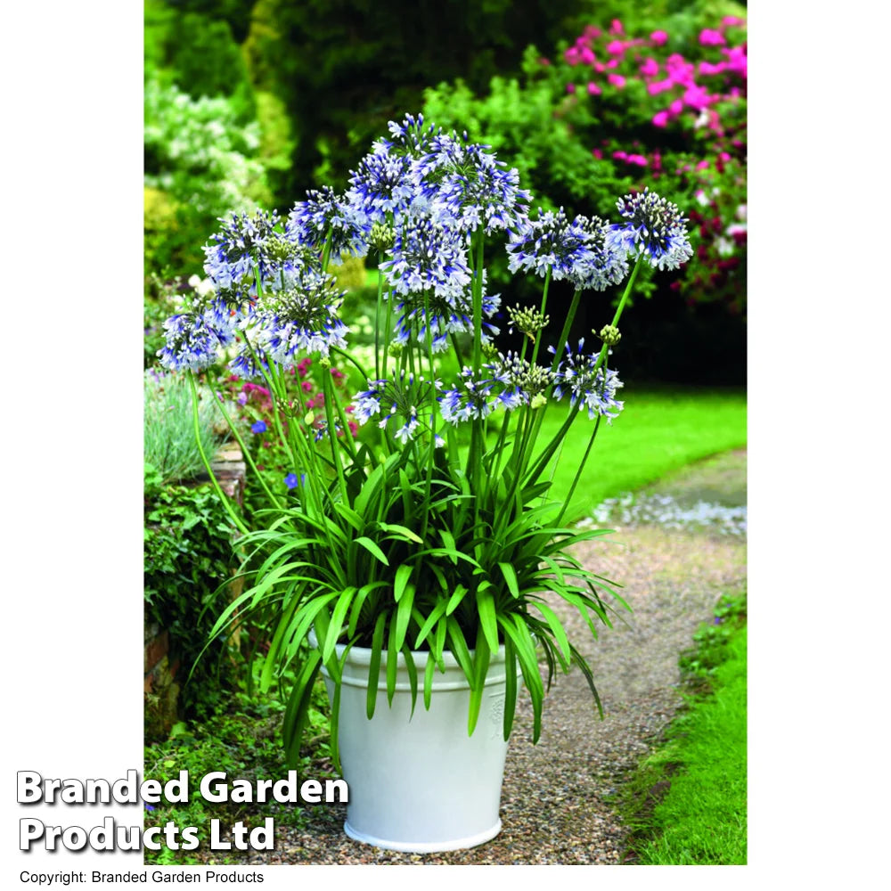 Agapanthus Fireworks 9cm Pot | 1 x 9cm
