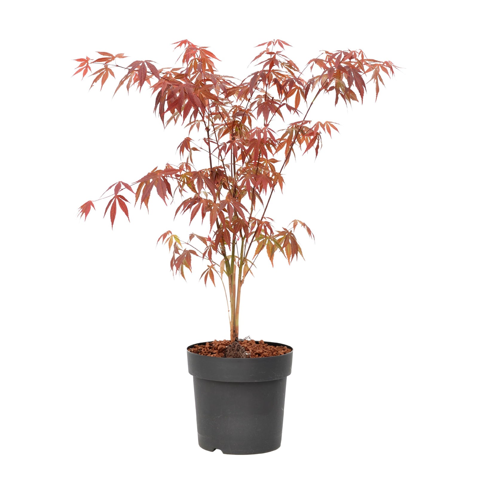 Japanese Maple - Acer Palmatum 'Atropurpureum' - Height 60-70cm - ⌀19cm | Set of 1 | Red