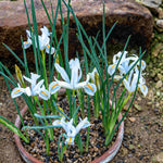 Hayloft Iris Reticulata Louise 15 Bulbs
