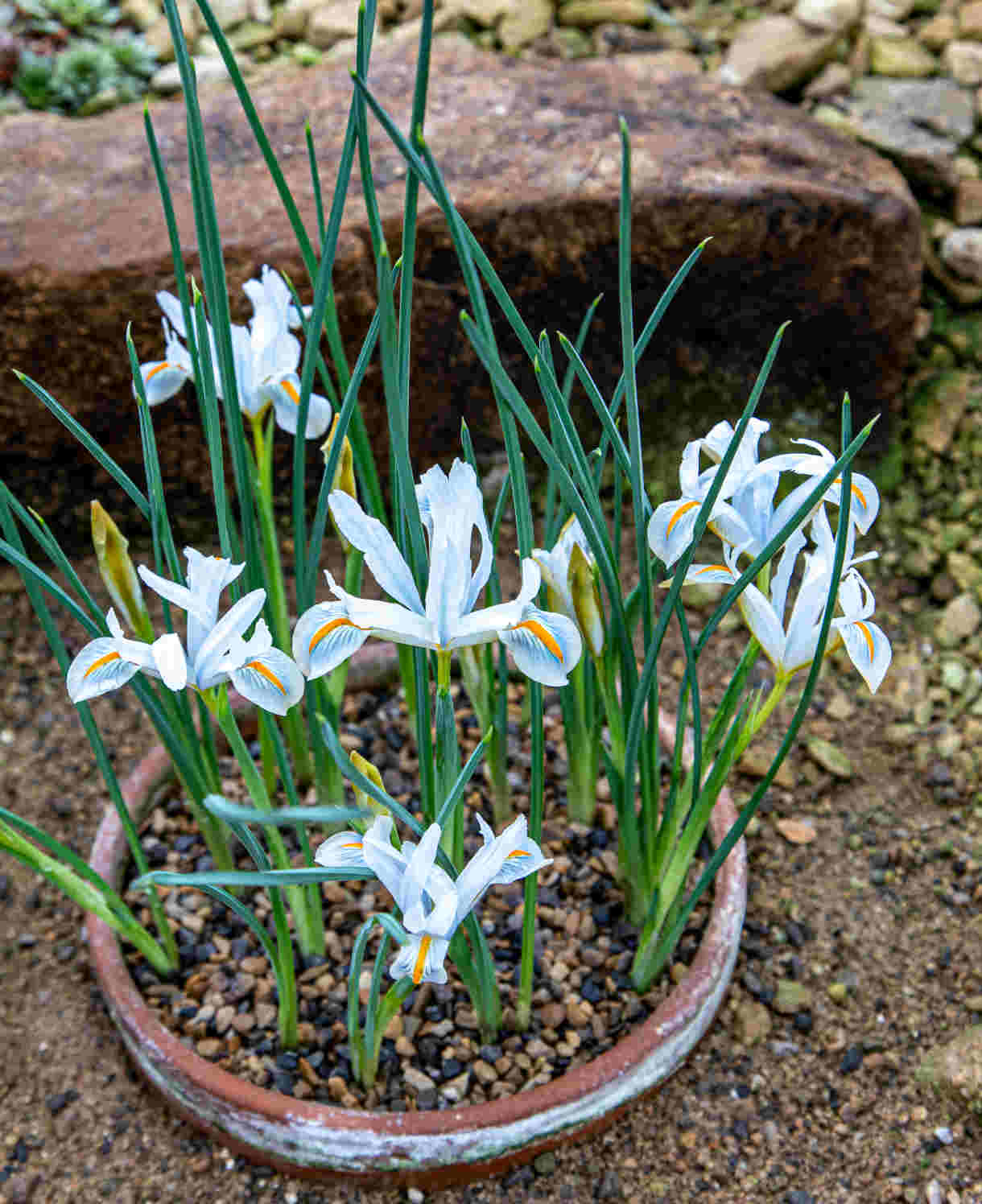 Hayloft Iris Reticulata Louise 15 Bulbs