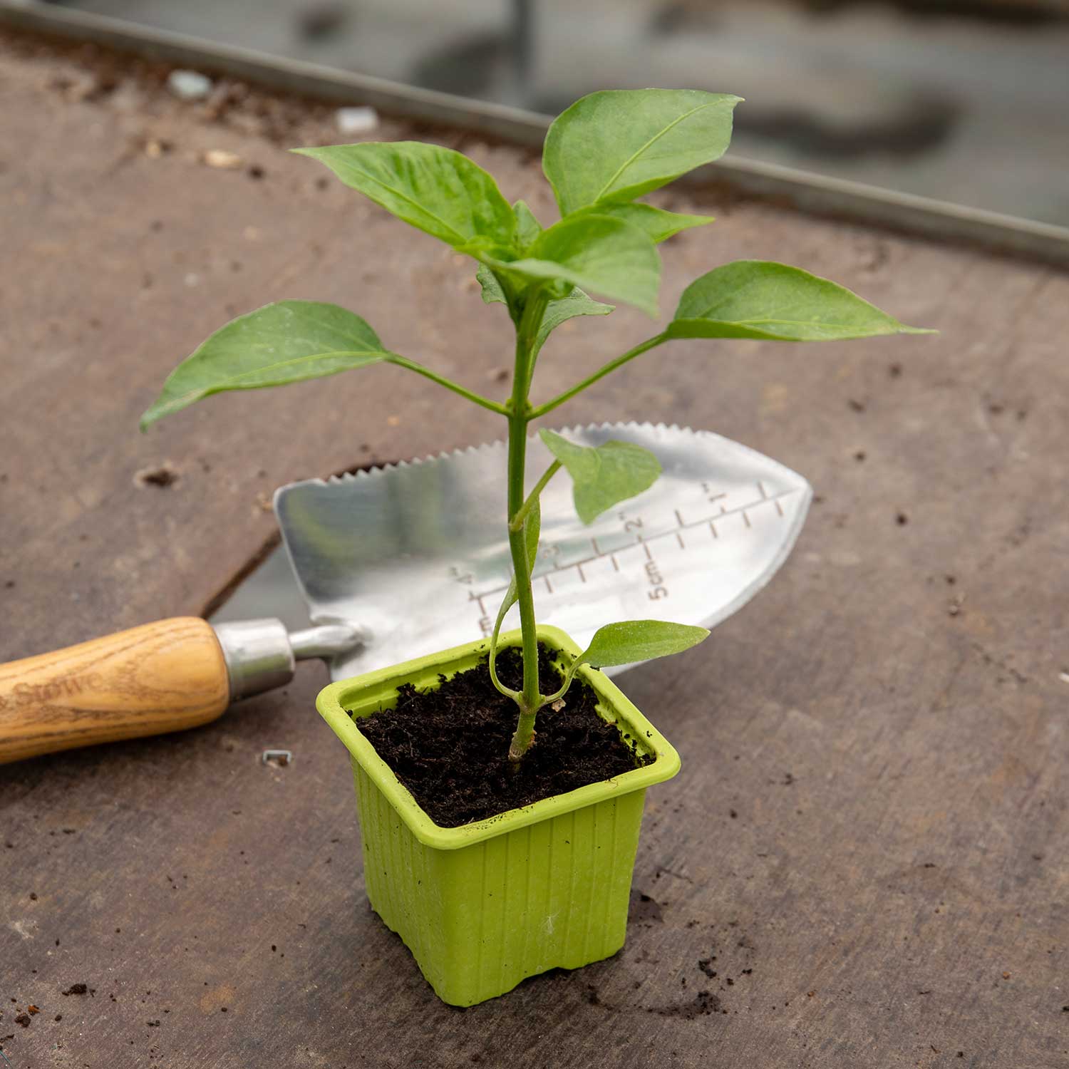 Grafted Pepper Bendigo - Early Sweet Red Capsicum | 3 x 7cm | Red