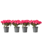 Azalea - Rhododendron Azalea 'Anouk' - Height 25-40cm - ⌀17cm | Set of 4 | Pink
