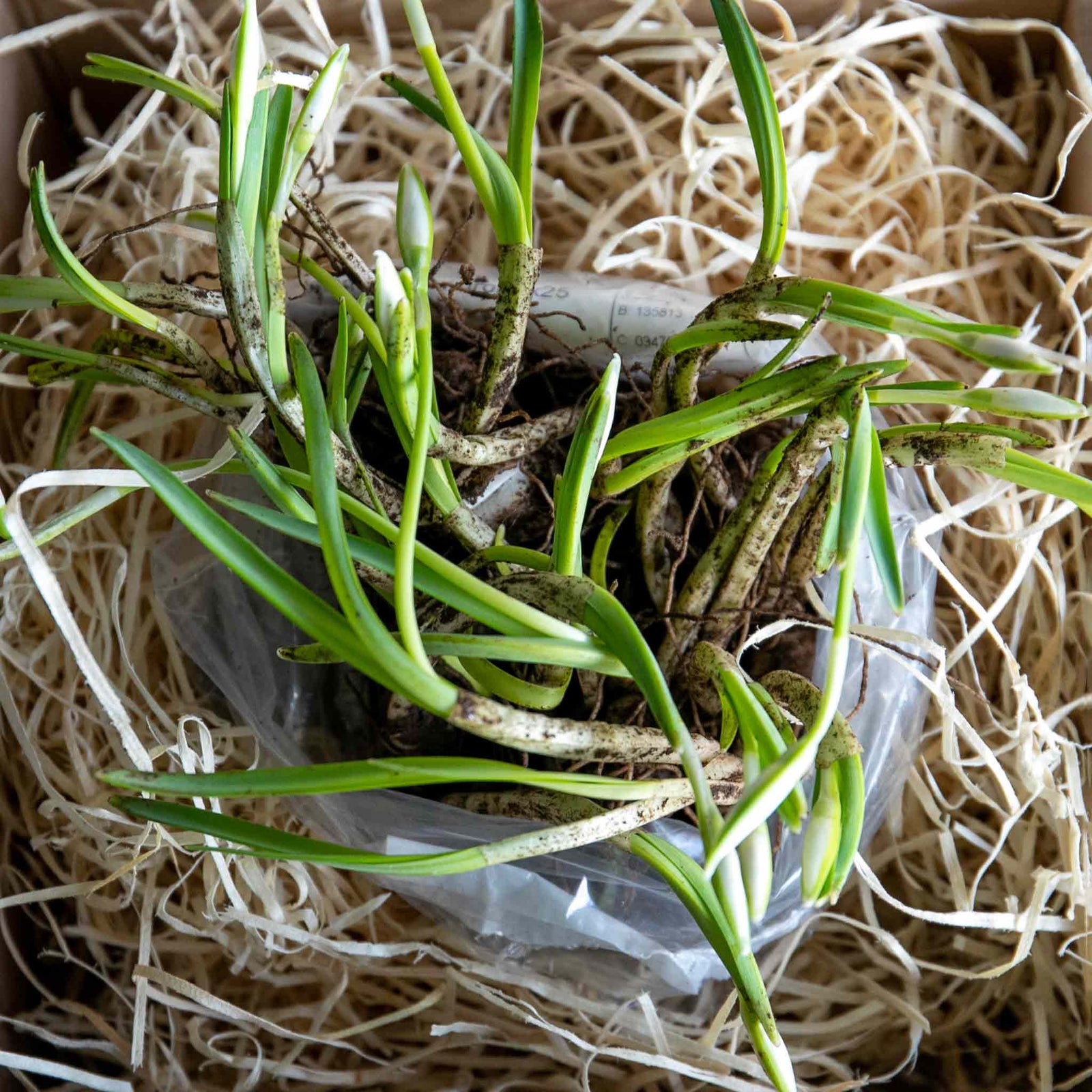 Galanthus 'flore Pleno' Double Snowdrop In The Green | 25 x Bulbs | Multi