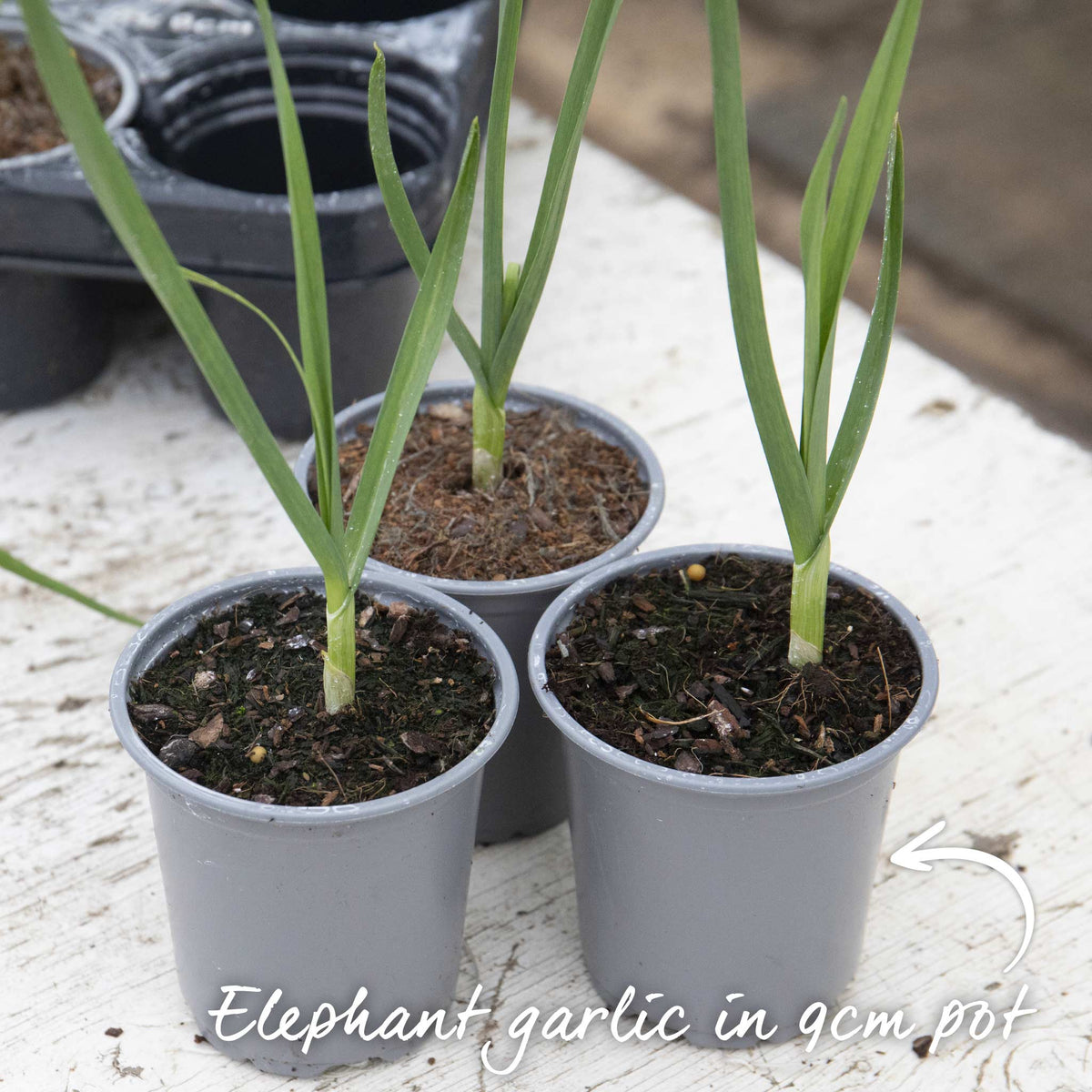 Elephant Garlic - Spring Planting, Mild Large Cloves | Set of 6 | Multi