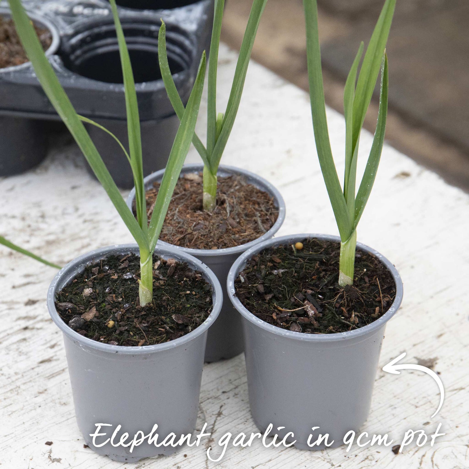 Elephant Garlic - Spring Planting, Mild Large Cloves | Set-of-6 | Multi