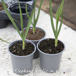 Elephant Garlic - Spring Planting, Mild Large Cloves | Set of 3 | Multi