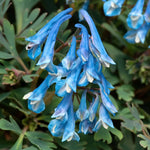 Corydalis 'blue Heron' Bright Blue Fragrant Shade Perennial | 3 | Bright Green