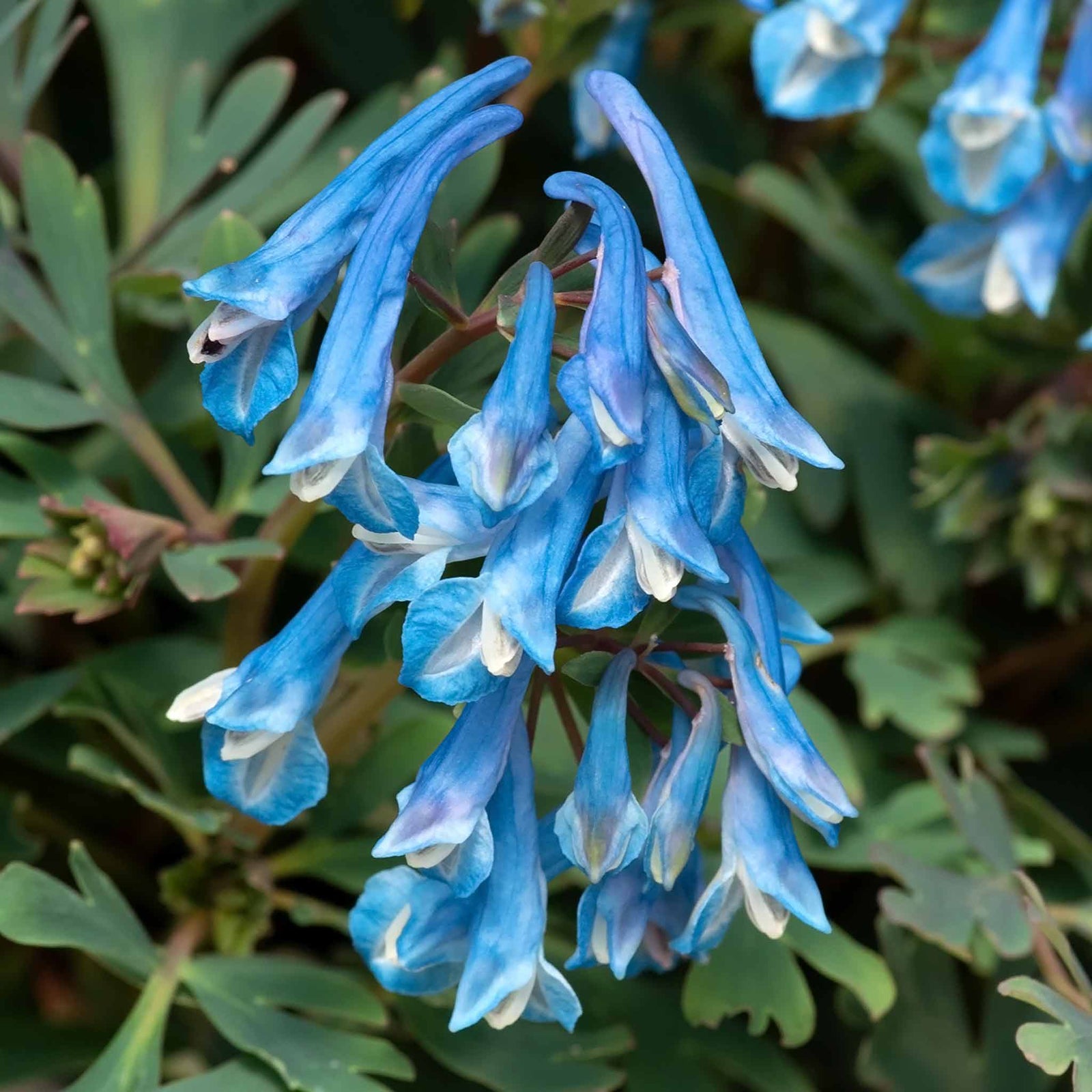 Corydalis 'blue Heron' Bright Blue Fragrant Shade Perennial | 3 | Bright Green