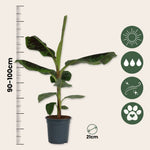 Canary Banana - Musa 'dwarf Cavendish' - Height 90-100cm - ⌀21cm | Set-of-1 | Green