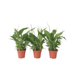 Peace Lilly - 3 Pcs. - Spathiphyllum 'torelli' - Height 30-45cm - ⌀12cm | Set of 3 | White