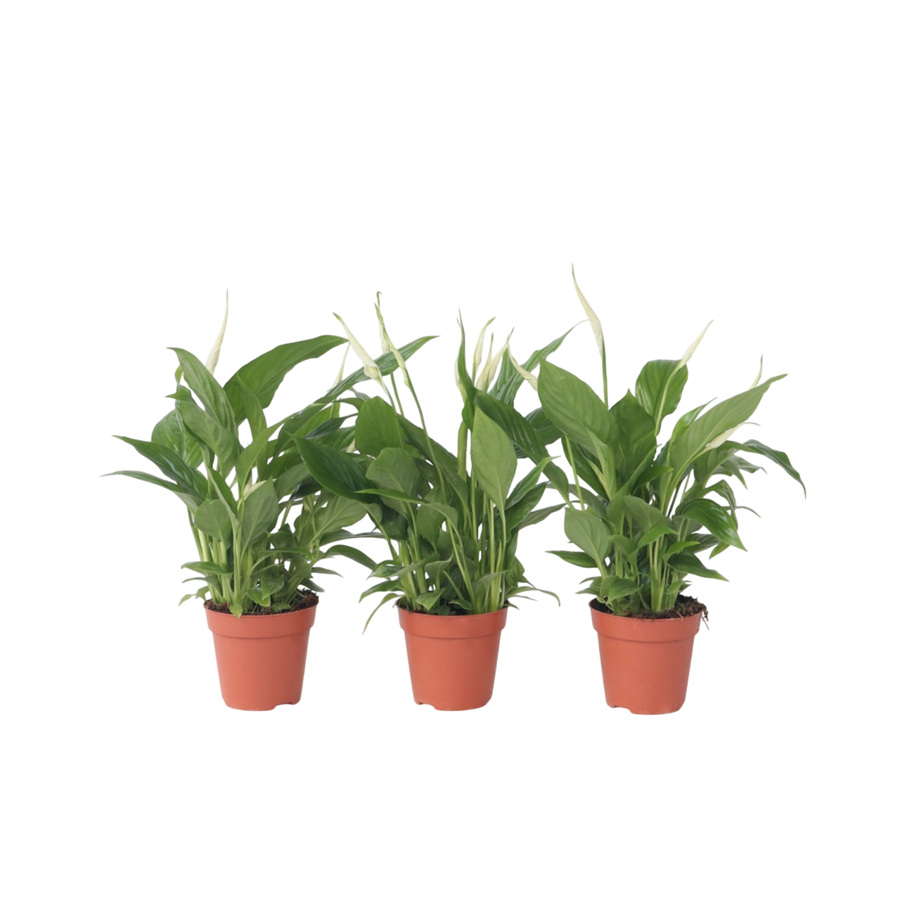Peace Lilly - 3 Pcs. - Spathiphyllum 'torelli' - Height 30-45cm - ⌀12cm | Set of 3 | White