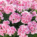 Geranium 'dolce Vita Linus Pink Eye' Pink & White Bedding Plant | 6 x Plug Plants | Pink & White