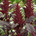 Amarathus 'velvet Curtains' Seeds, Red-purple Foliage Rhs Agm | 1000 Seeds | Ruby Red