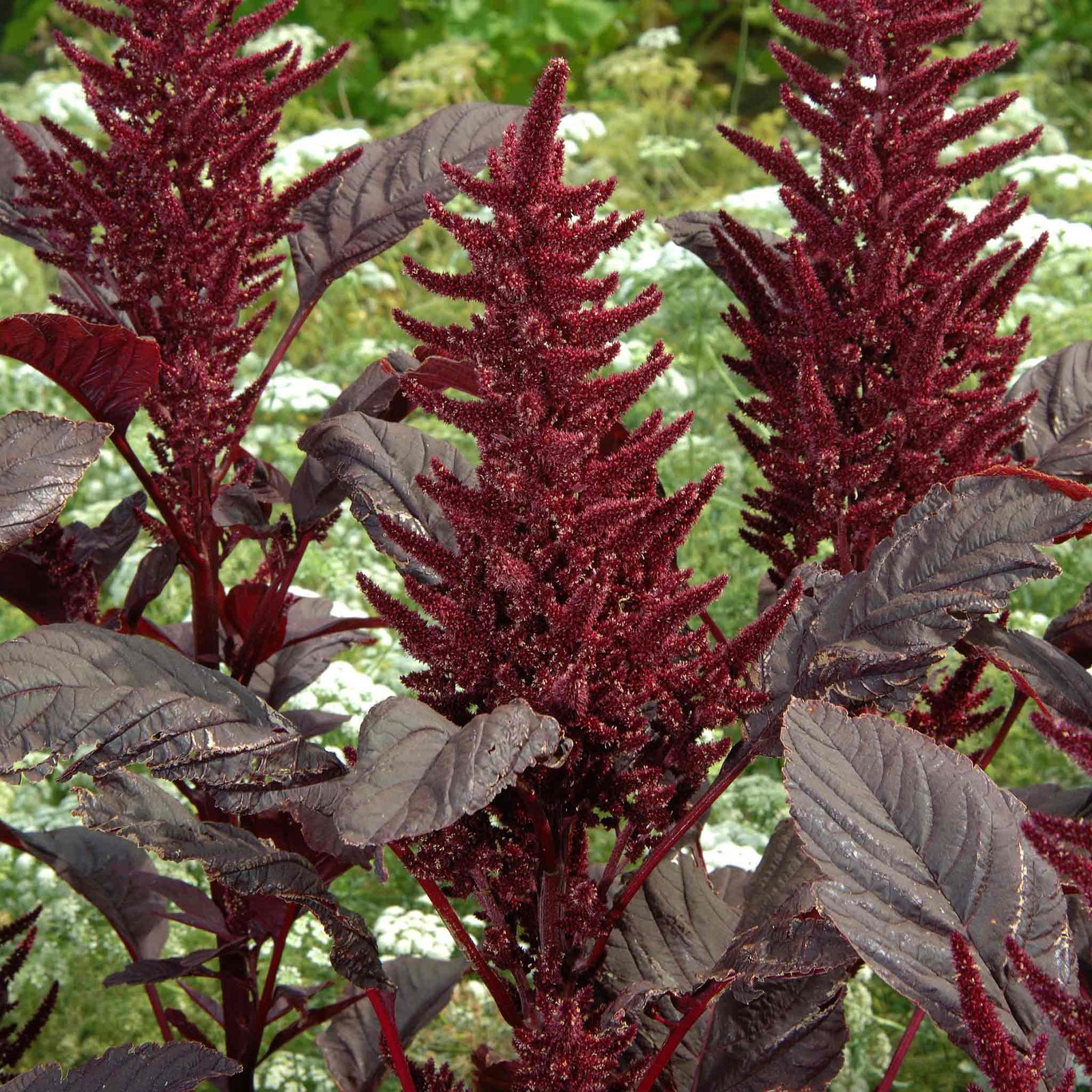Amarathus 'velvet Curtains' Seeds, Red-purple Foliage Rhs Agm | 1000 Seeds | Ruby Red