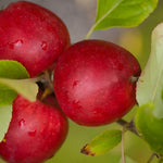 Apple Katy Fruit Tree 6ft Tall Supplied In A 12 Litre Pot