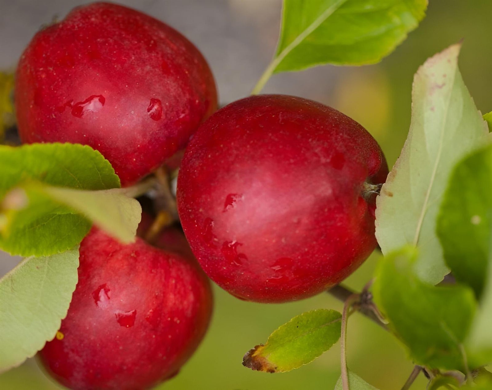 Apple Katy Fruit Tree 6ft Tall Supplied In A 12 Litre Pot