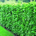 Prunus Cherry Laurel Trees Pallet Of 10 5-6ft Tall Extra Large In 10 Litre Pots