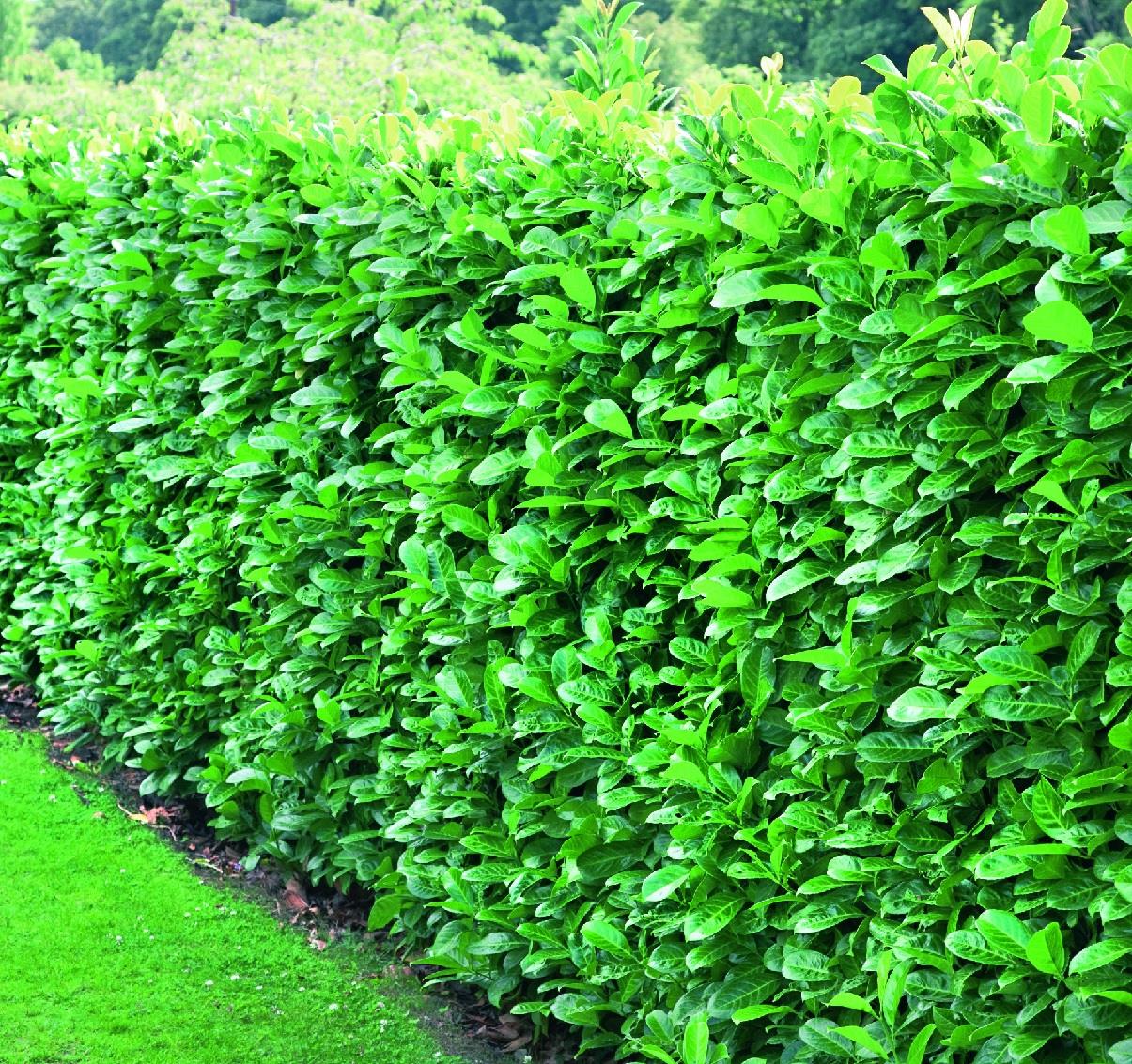 Prunus Cherry Laurel Trees Pallet Of 10 5-6ft Tall Extra Large In 10 Litre Pots