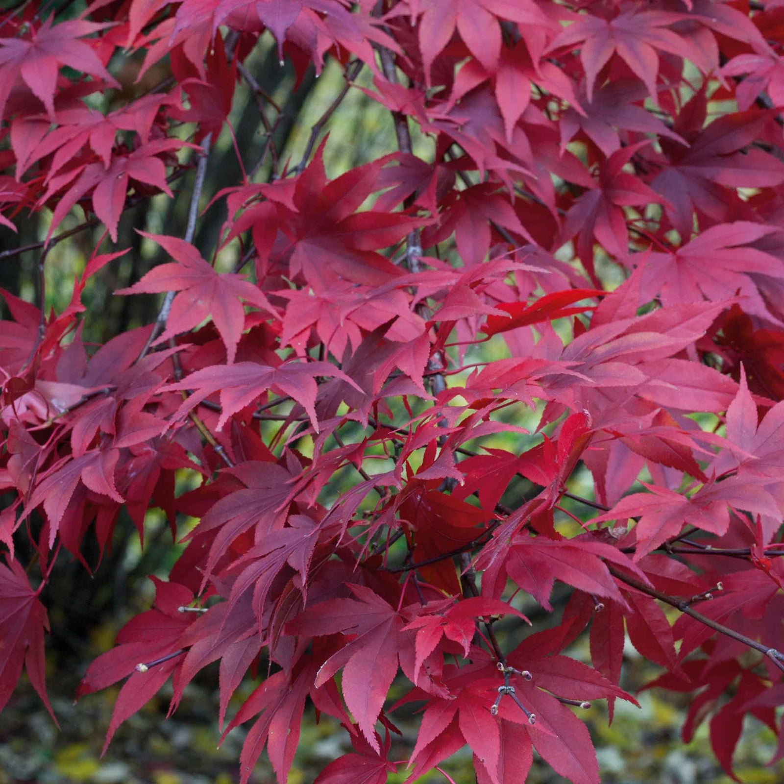 Acer Palmatum 'atropurpureum' - Purple-red Ornamental Tree | 1 x 9cm | Burgundy