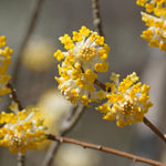 Edgeworthia chrysantha  - Frangrant, Winter Flowering Shrub - 1 x 9cm Pot | 1 x 9cm | Yellow