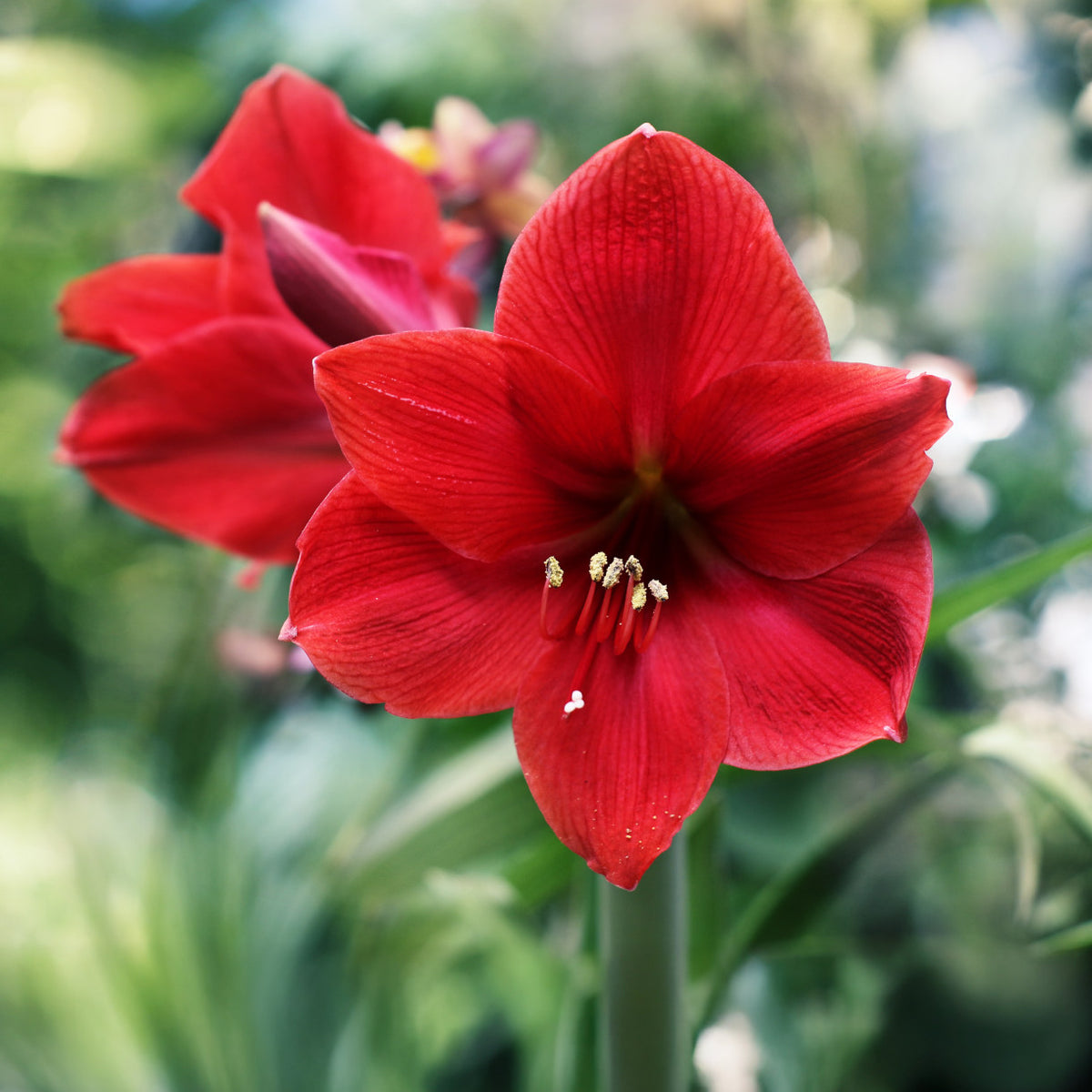 Amaryllis Red Lion Bulb | 1 x Bulb | Deep Red