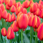 Tulip 'worlds Favourite' | 10 x Bulbs | Orange & Yellow