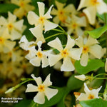 Thompson & Morgan Trachelospermum Jasminoides 'star Of Toscana' - 1 X 9cm Potted Plant