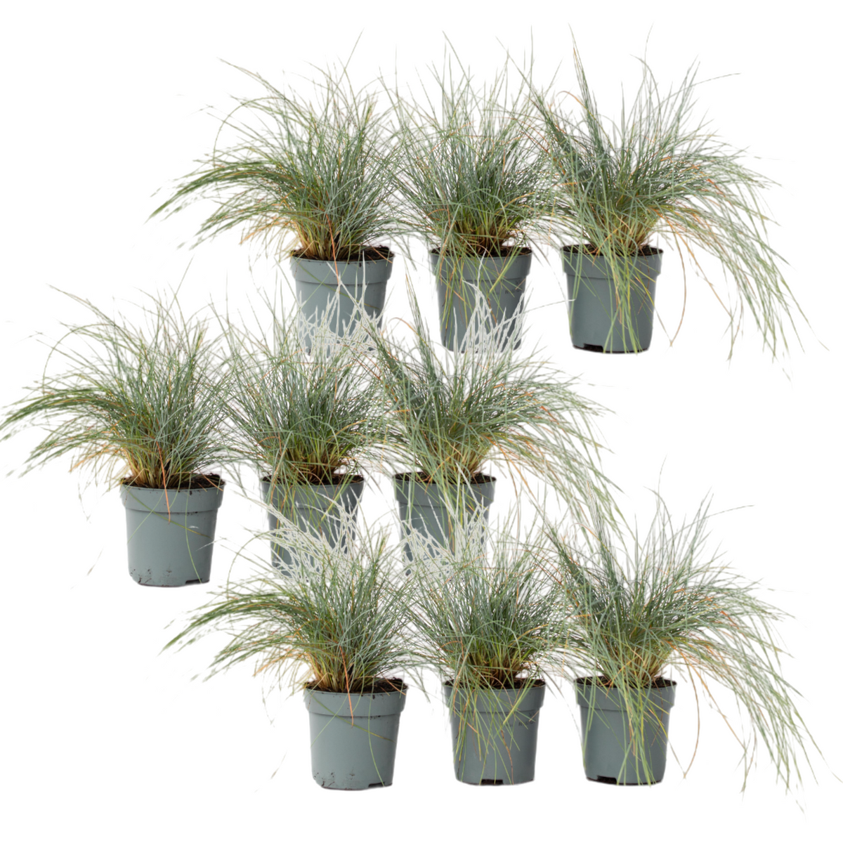 Blue Fescue - Festuca Glauca 'Elijah Blue' - Height 10-15cm - ⌀9cm | Set of 9 | Blue