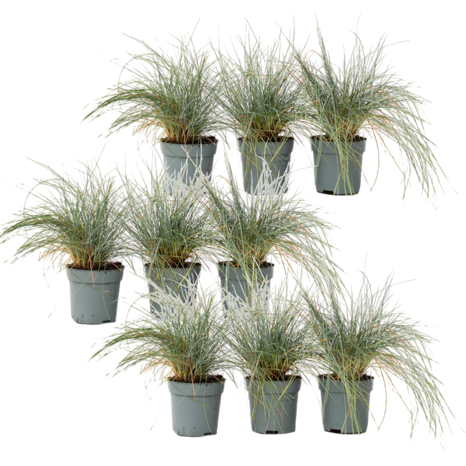 Blue Fescue - Festuca Glauca 'Elijah Blue' - Height 10-15cm - ⌀9cm | Set-of-9 | Blue