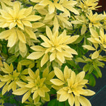 Choisya 'sundance' Evergreen Shrub | 1 x 9cm | Yellow & White