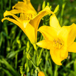 Hemerocallis Stella Collection - Set Of 9 Bare Roots (3 Of Each)