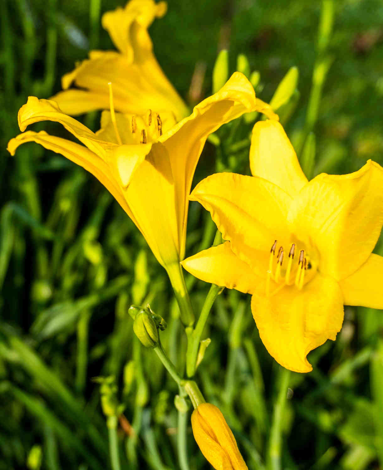 Hemerocallis Stella Collection - Set Of 3 Bare Roots (1 Of Each)
