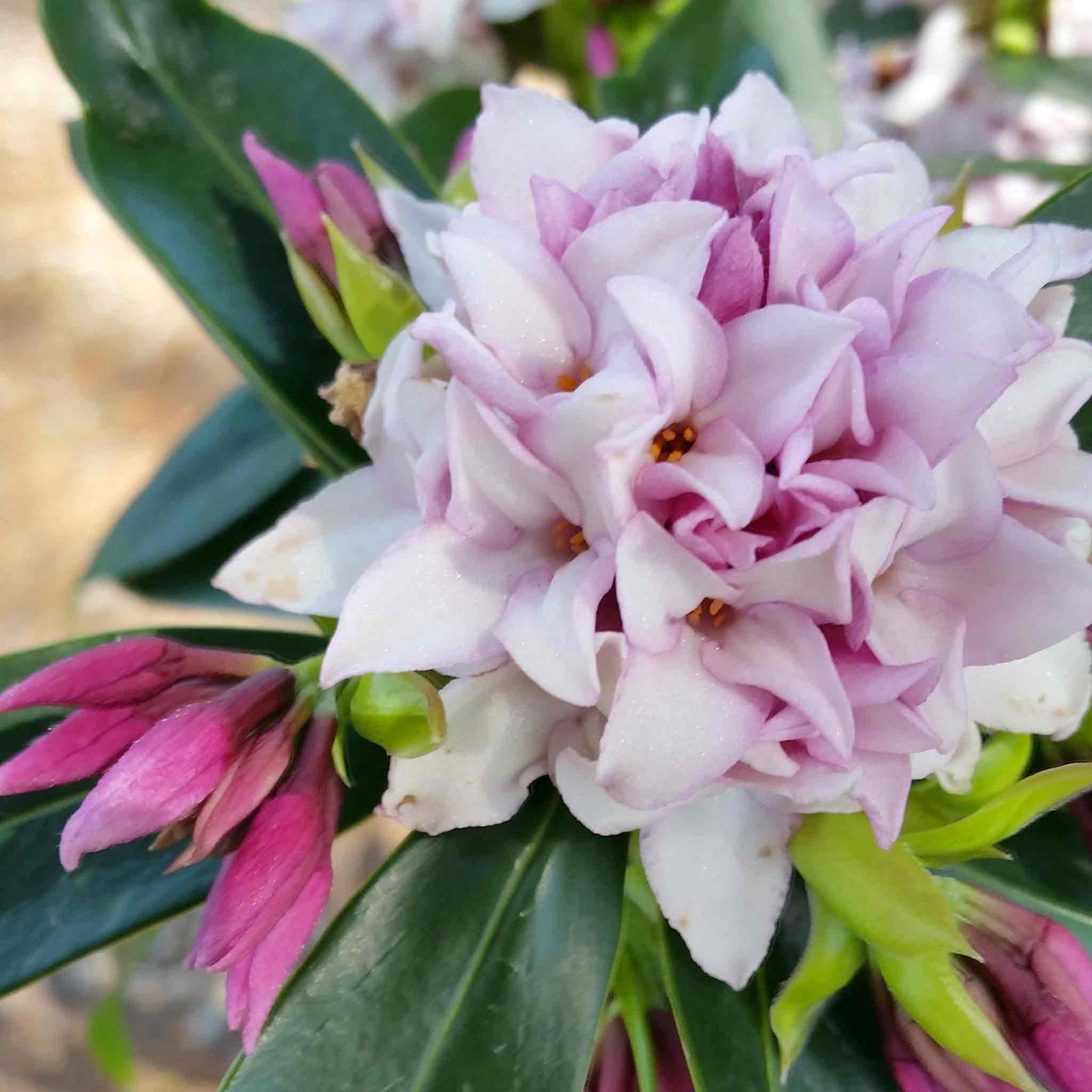 Daphne Collection - Scented Evergreen Plants | 3 x 1.5l | Multi