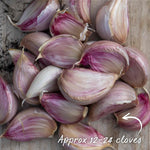 Picardy Wight Softneck Garlic Cloves Spring Planting | Set of 2 | Multi