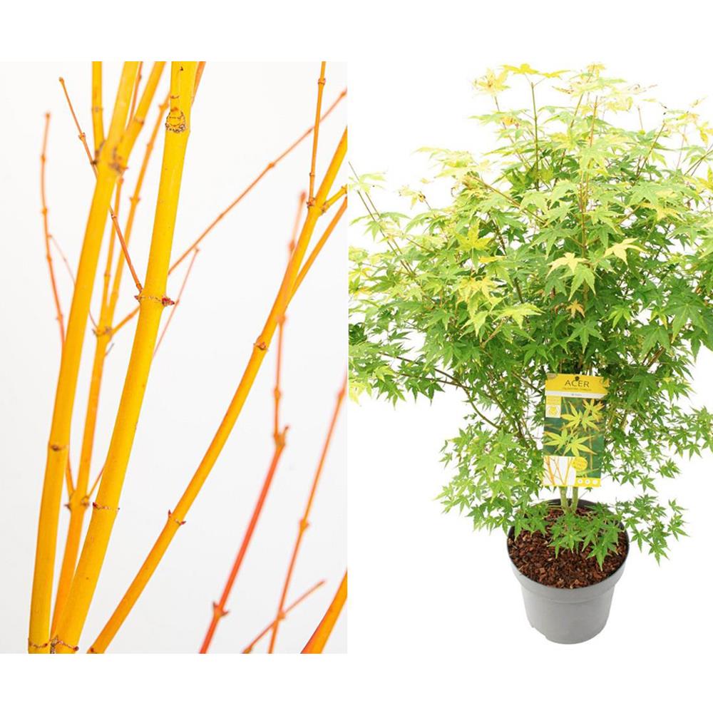 Acer Palmatum Bi Hoo Japanese Maple Plant Extra Large 4ft Supplied In A 5 Litre Pot