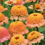 Hayloft Zippy Zinnia Elegans Collection - 24 Young Plants 8 Of Each Colour