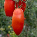 Tomato 'giulietta' Italian Plum Seeds | 6 Seeds