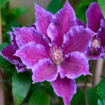 Clematis Baroness Fookes - 7cm pot | 3 x 7cm | Purple