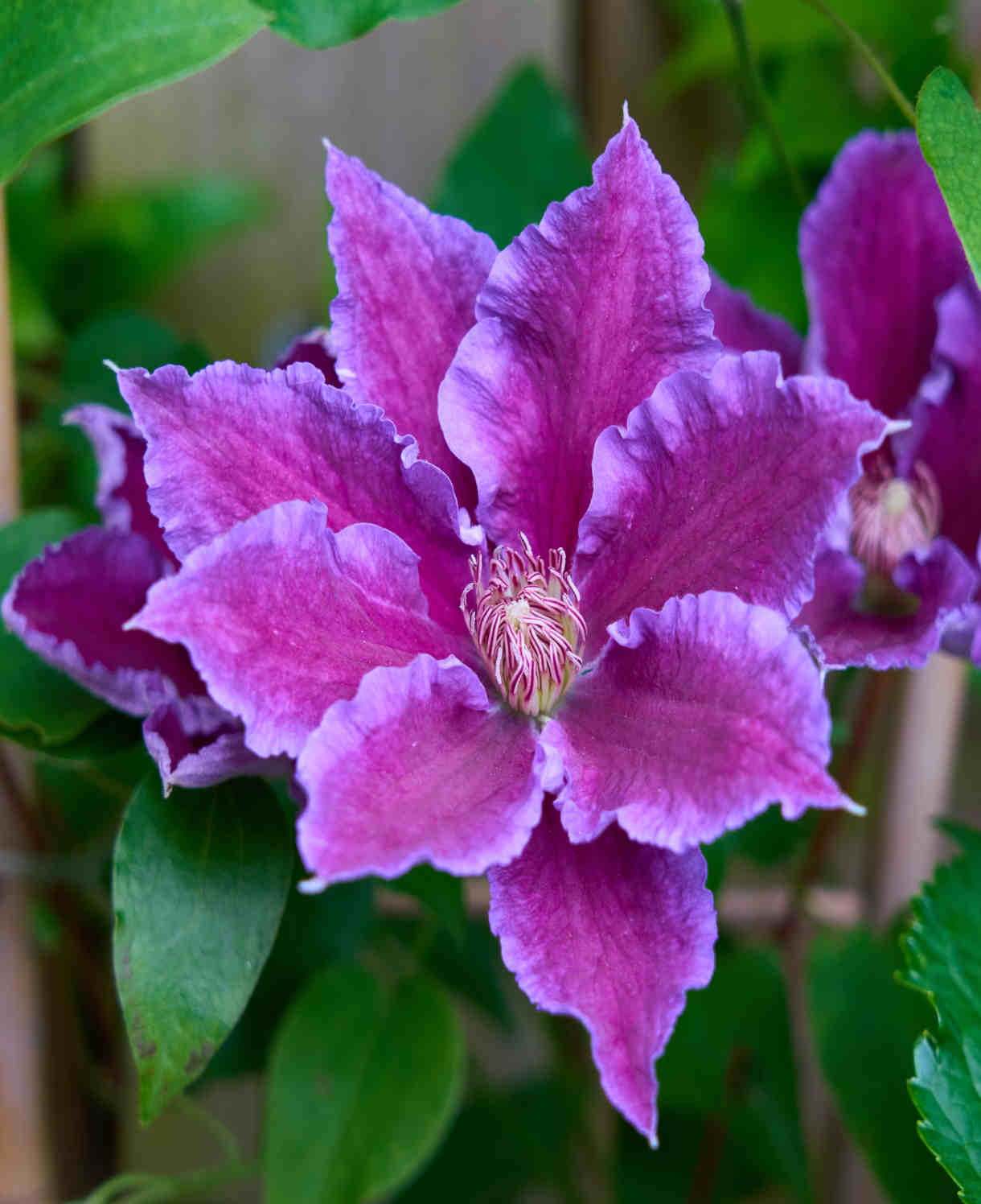 Clematis Baroness Fookes - 7cm pot | 3 x 7cm | Purple