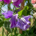 Sweet Pea 'flower Arranger's Blend' Scented Pastel Mix Seeds | 50 Seeds
