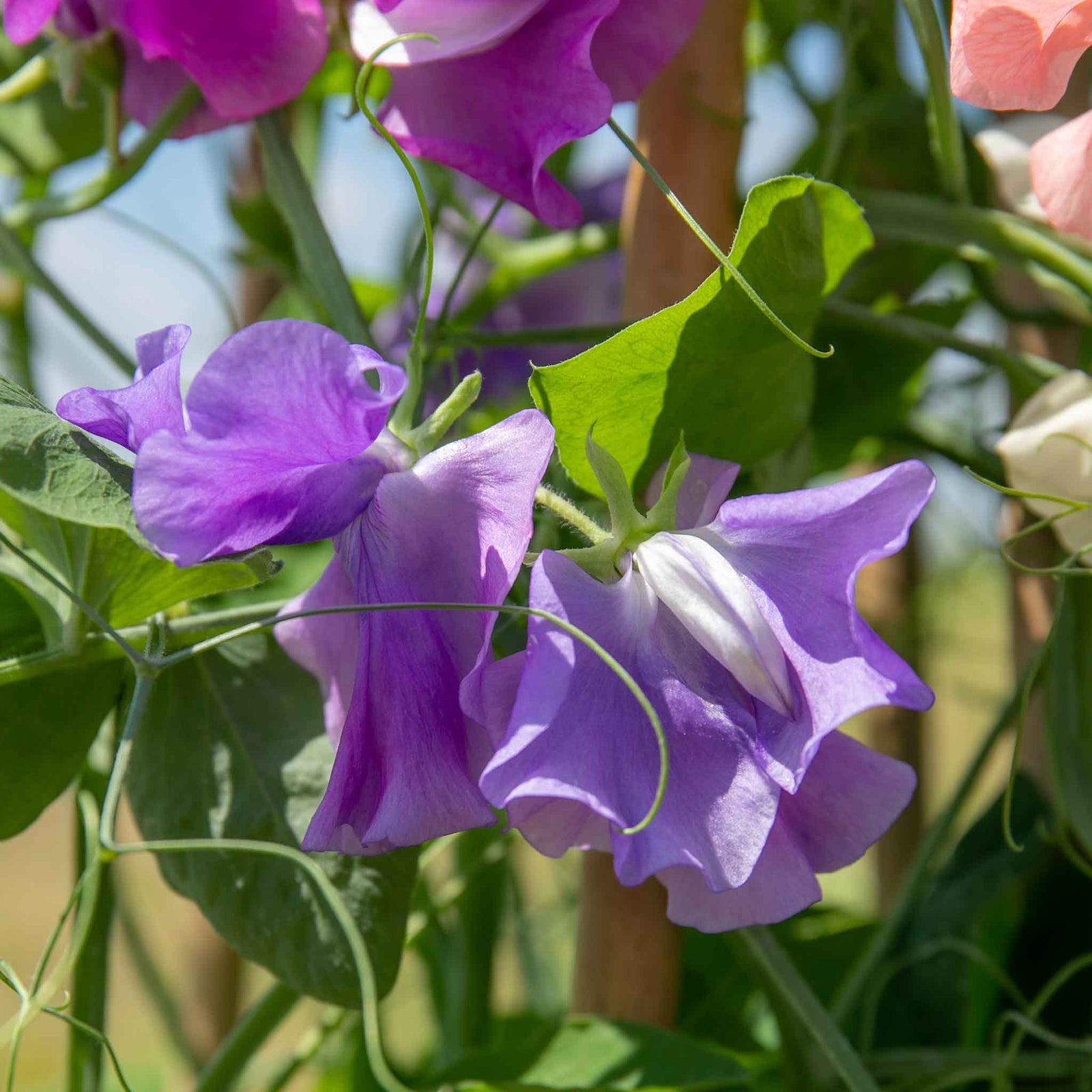 Sweet Pea 'flower Arranger's Blend' Scented Pastel Mix Seeds | 50 Seeds