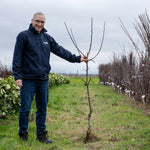 Apple 'bramley' | 1 x Bare Root