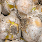 Allium 'mount Everest'  - Bulb | 3 x Bulbs | White