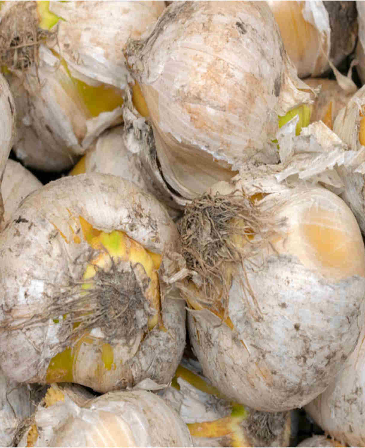 Allium 'mount Everest'  - Bulb | 3 x Bulbs | White