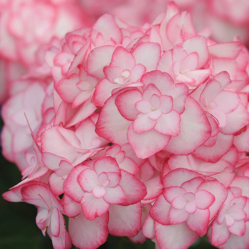 Hydrangea Miss Saori 9cm Pot | Set of 1